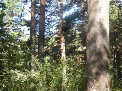 Pino de la Cadena (Valle de Siete Picos, Sierra de Guadarrama); singles en madrid la vall d aran tie